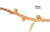 6 – Ramificazione laterale con cistocarpi